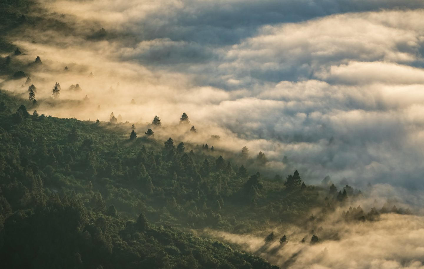 Sunlight shines over a dense forest emerging from thick mist.