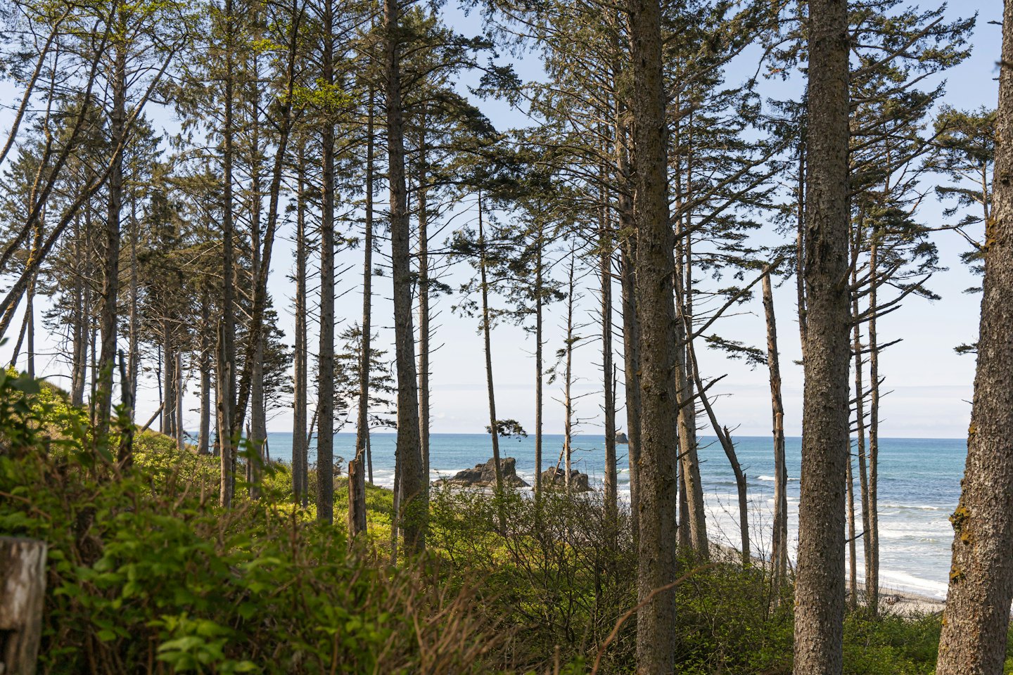 Tall coniferous trees overlooking ocean waves and a rocky shoreline.