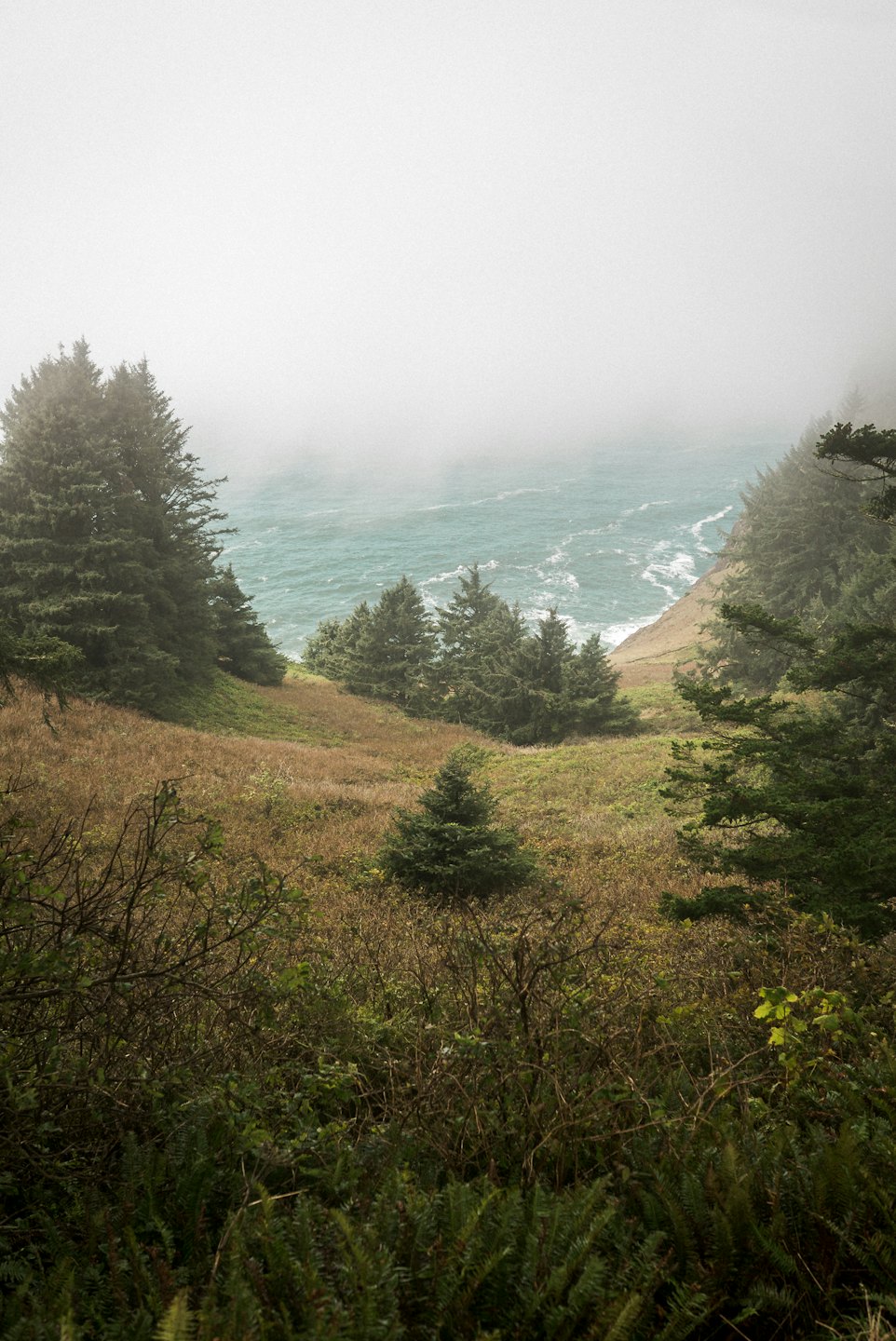 Mist hangs over a turquoise cove surrounded by evergreen trees.